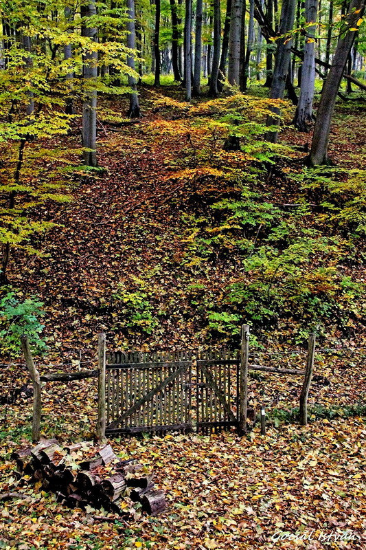 Hosszúhetény, Püspökszentlászló, arborétum(20) átméretezve