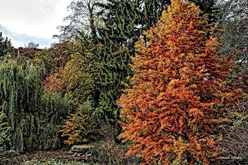 Hosszúhetény, Püspökszentlászló, arborétum(32) átméretezve