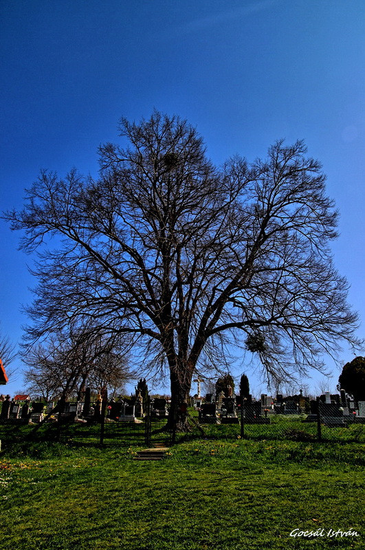 Komló, Mecsekfalu - temető. Erzsébet királyné Eml átméretezve