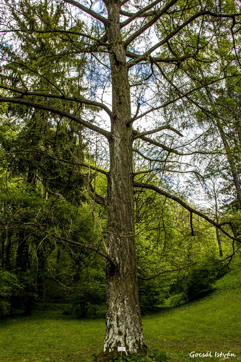 Hosszúhetény - Püspökszentlászló, Arborétum