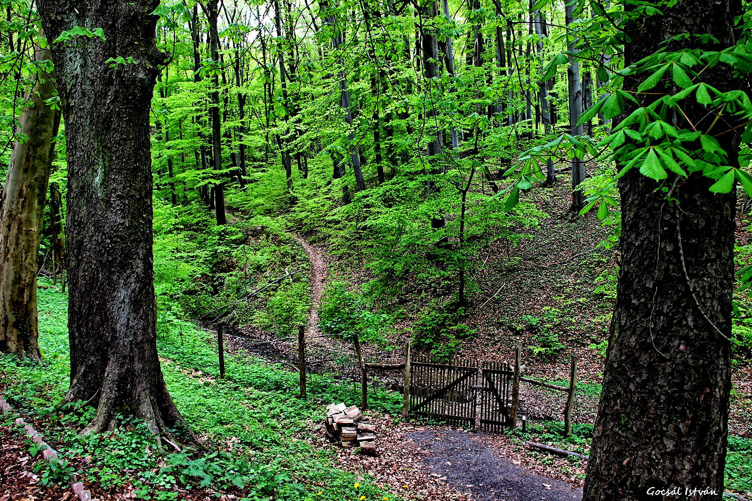 Arborétum - Püspökszentlászló