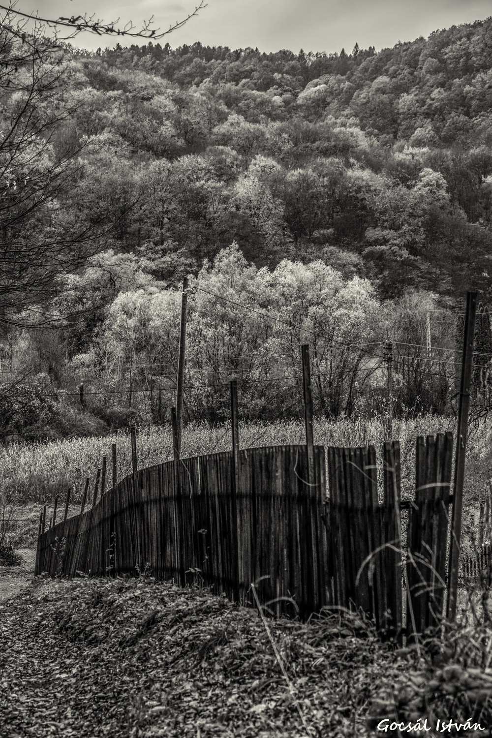 Kerítés fekete-fehérben