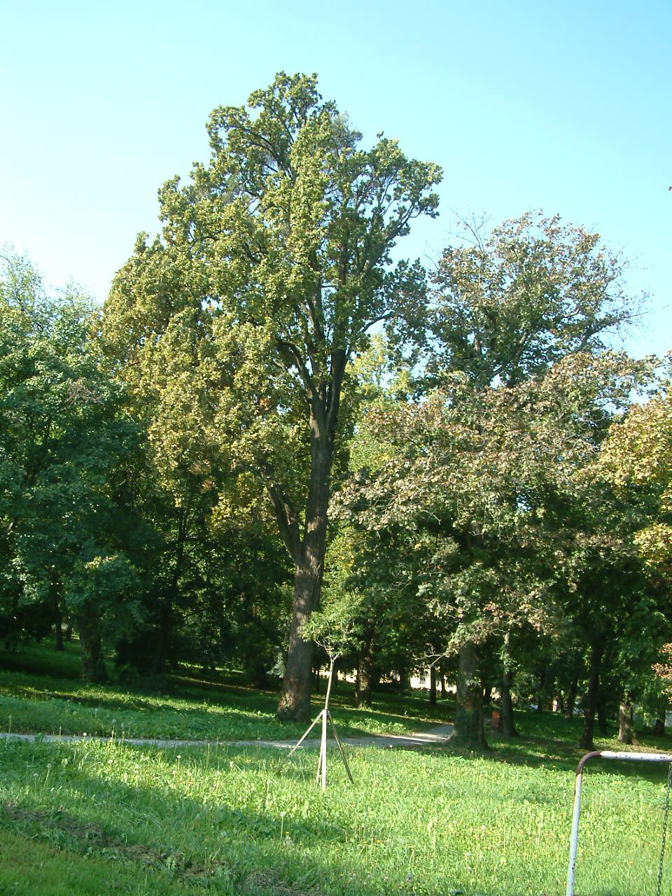 kastély park egyoldalas fával