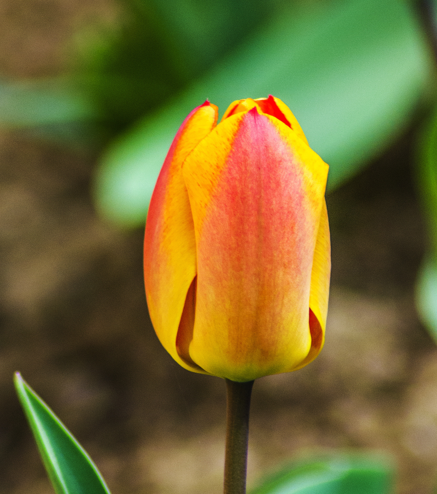 Tulipiros-tulisárga