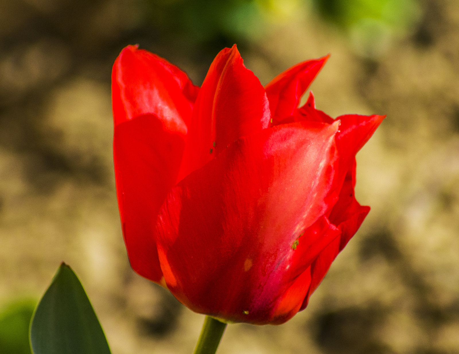 Tulipiros