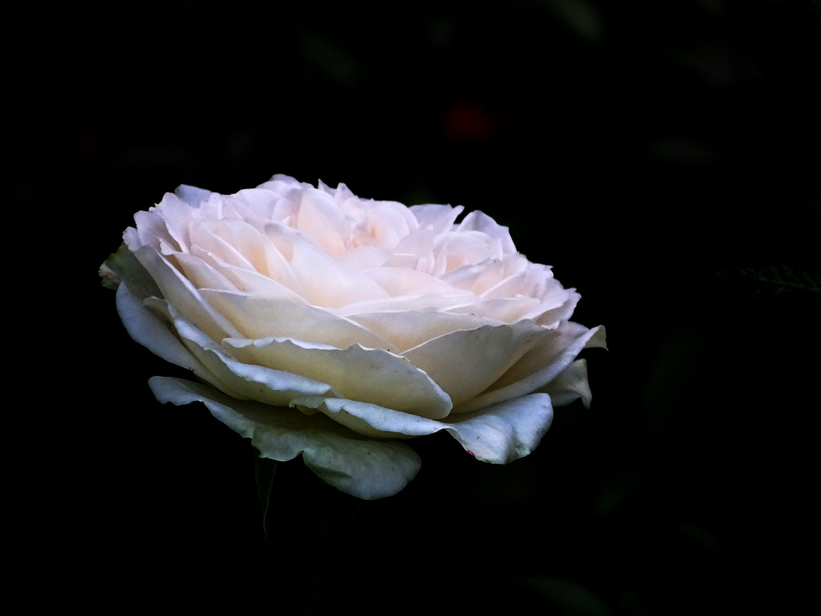 Hófehér rózsa