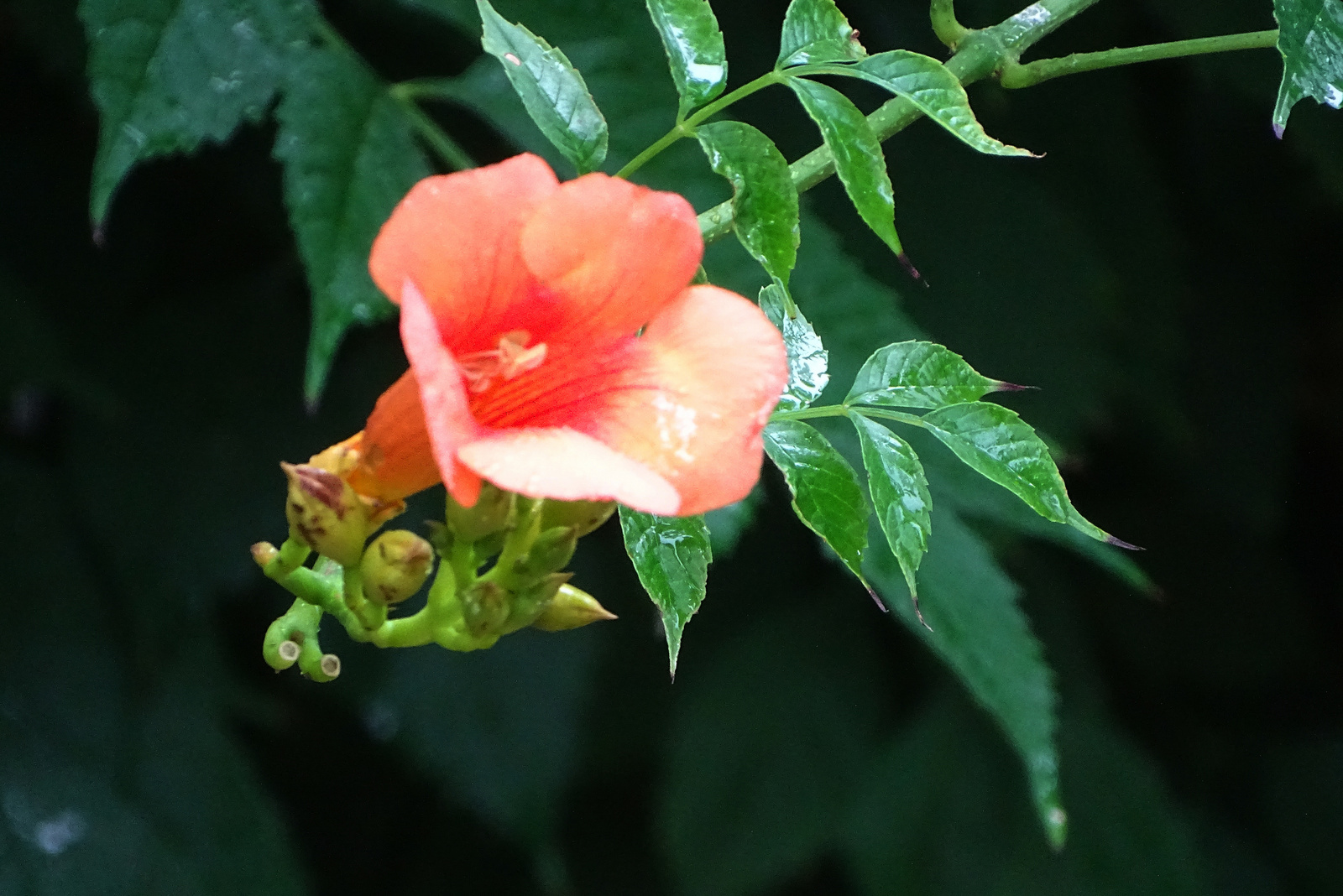 Narancs szinü trombita virág