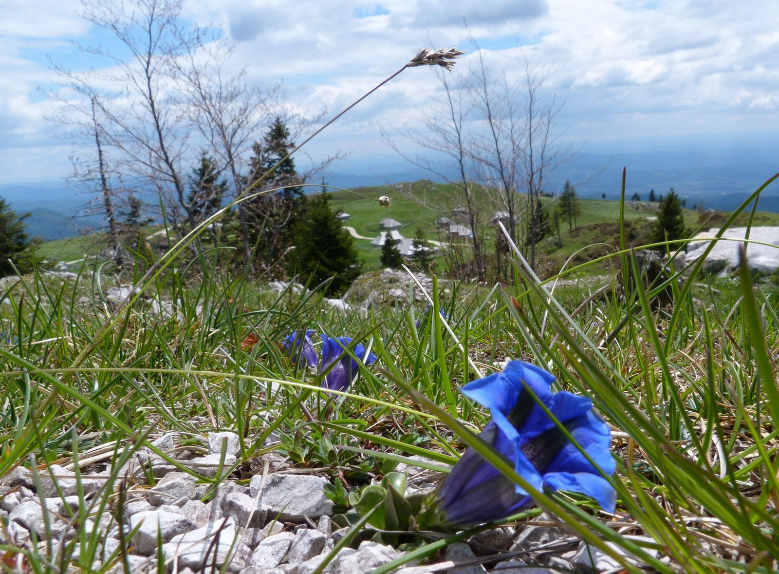 Velika Planina