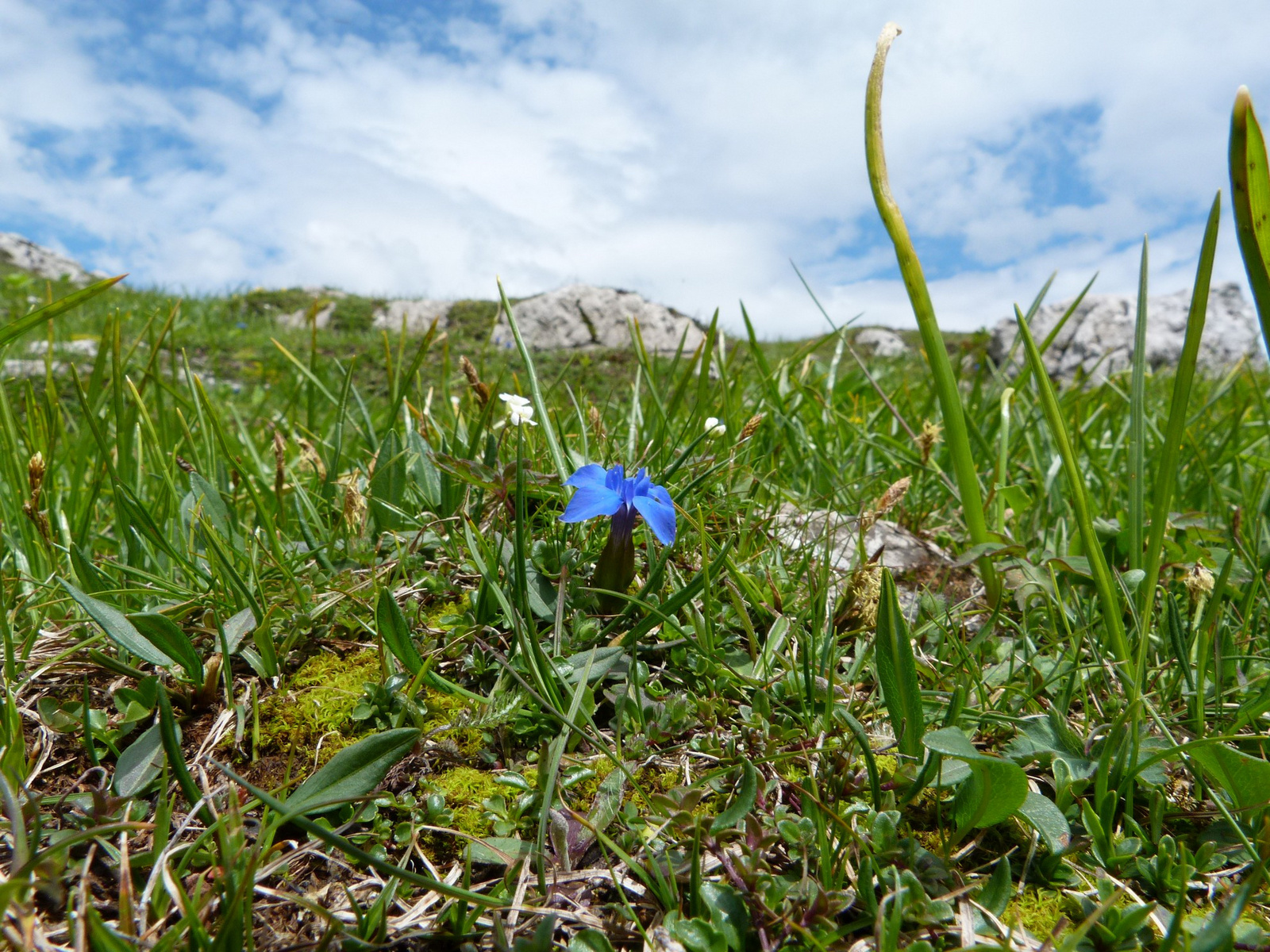 Velika Planina