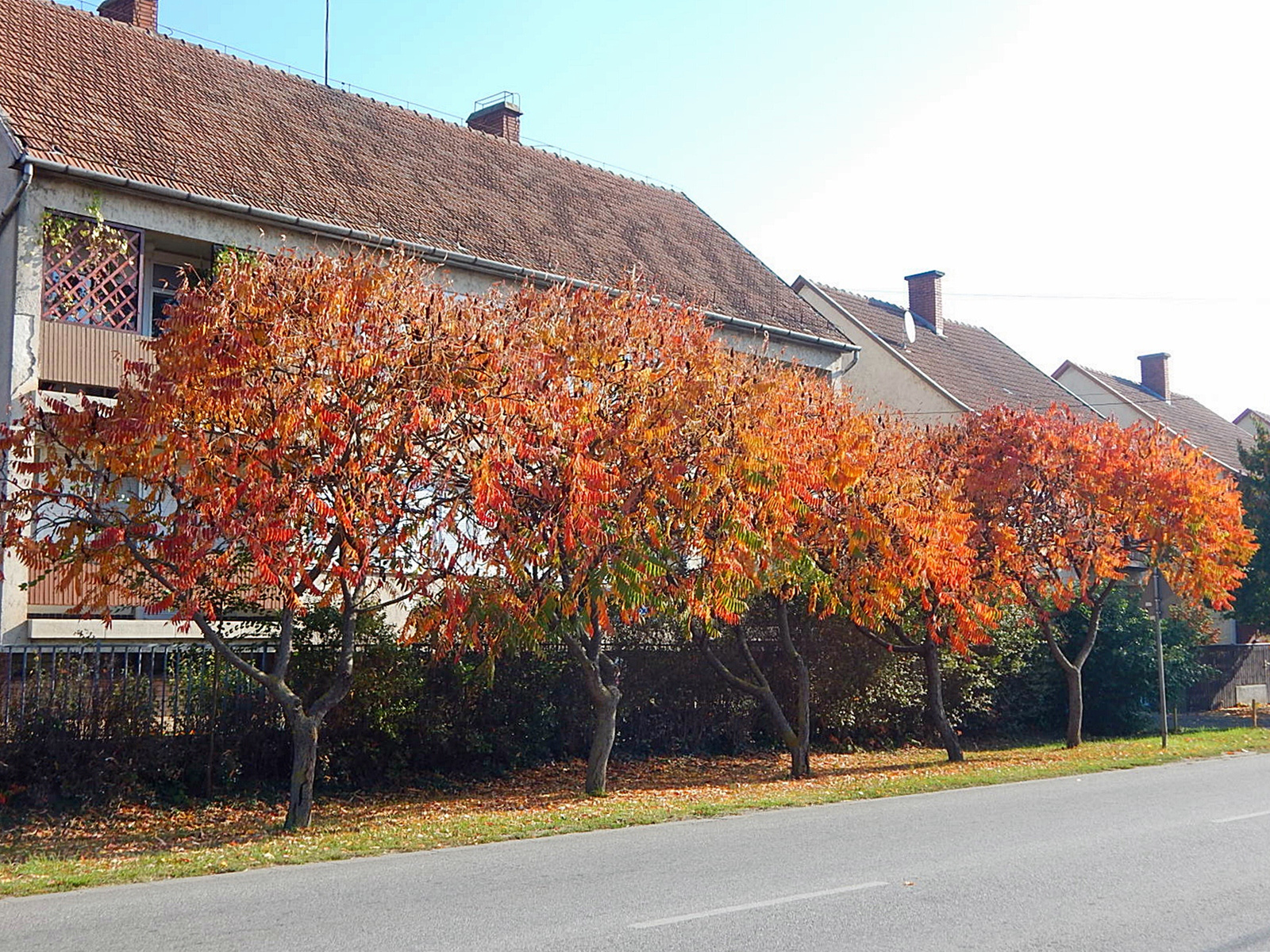 Kaba, az ősz színeibe öltözött fák