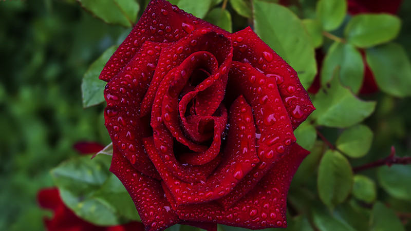 Vörös rózsa esőben