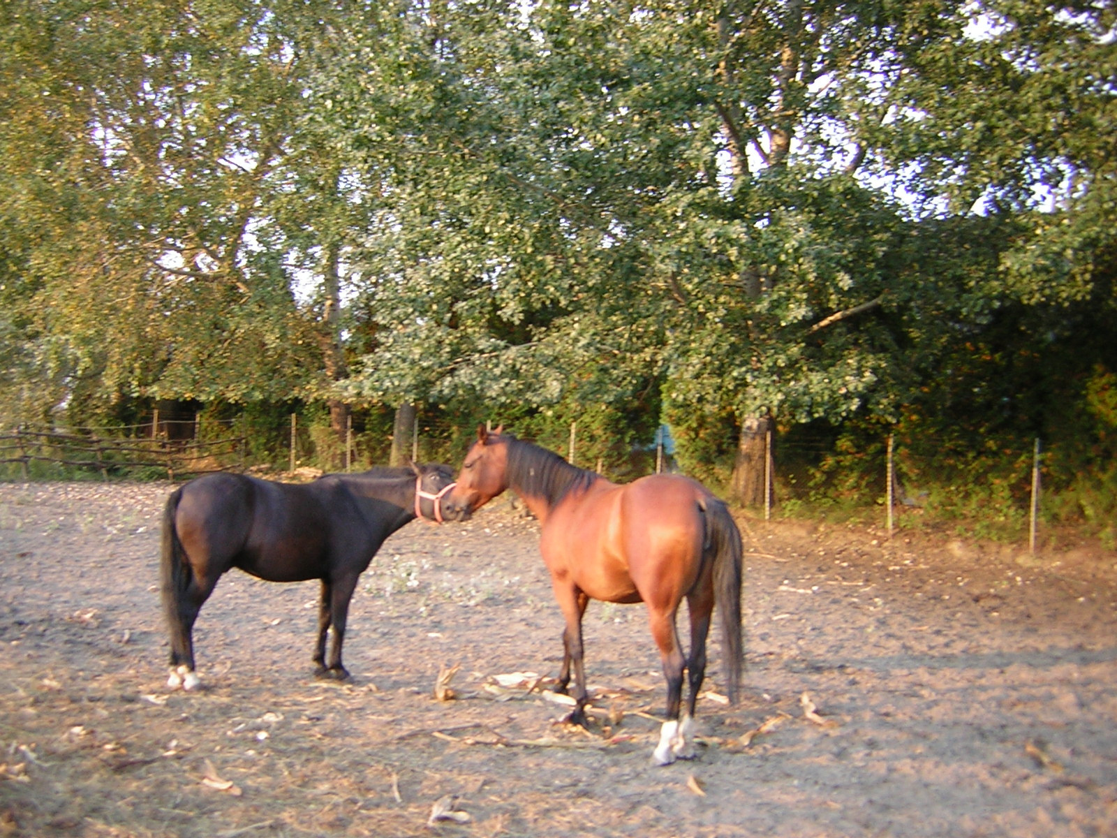 Sziena&Szultán