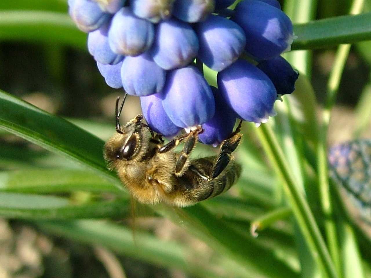 Bee