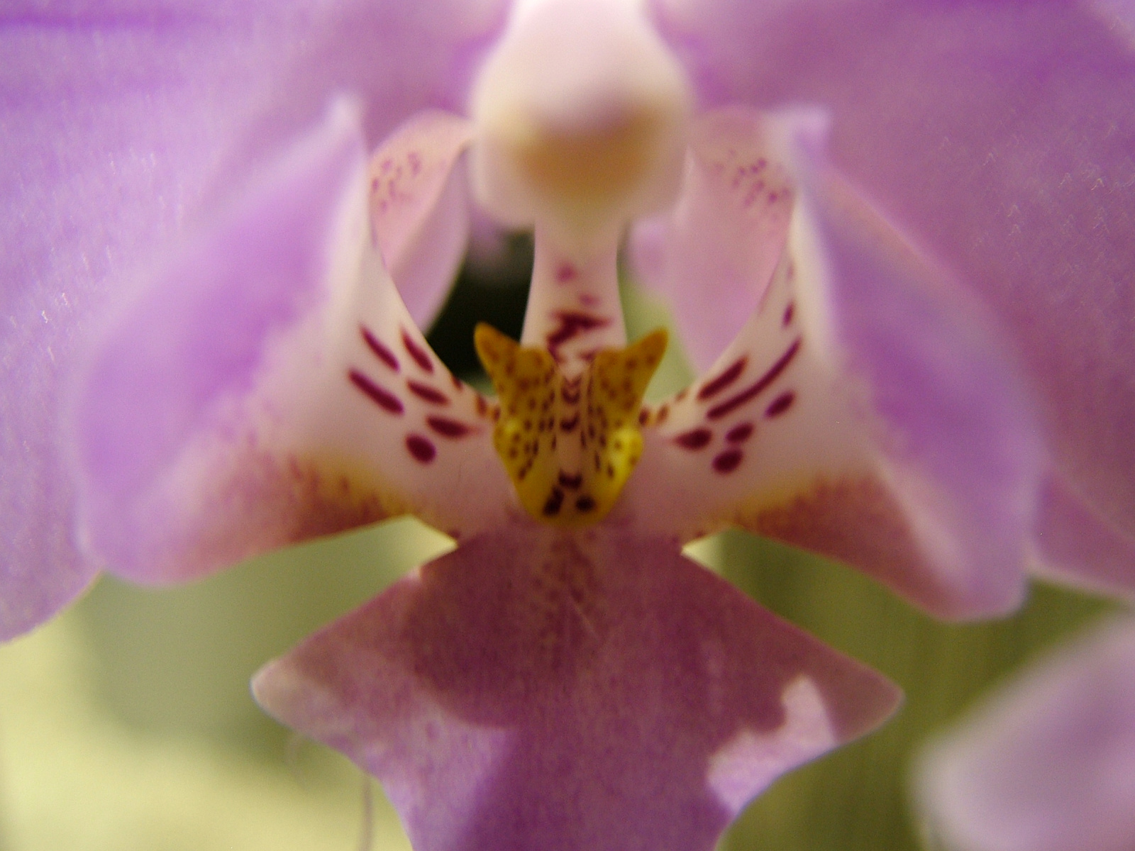 Orchidea