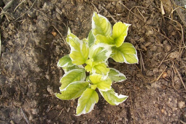 foltos levelű horti