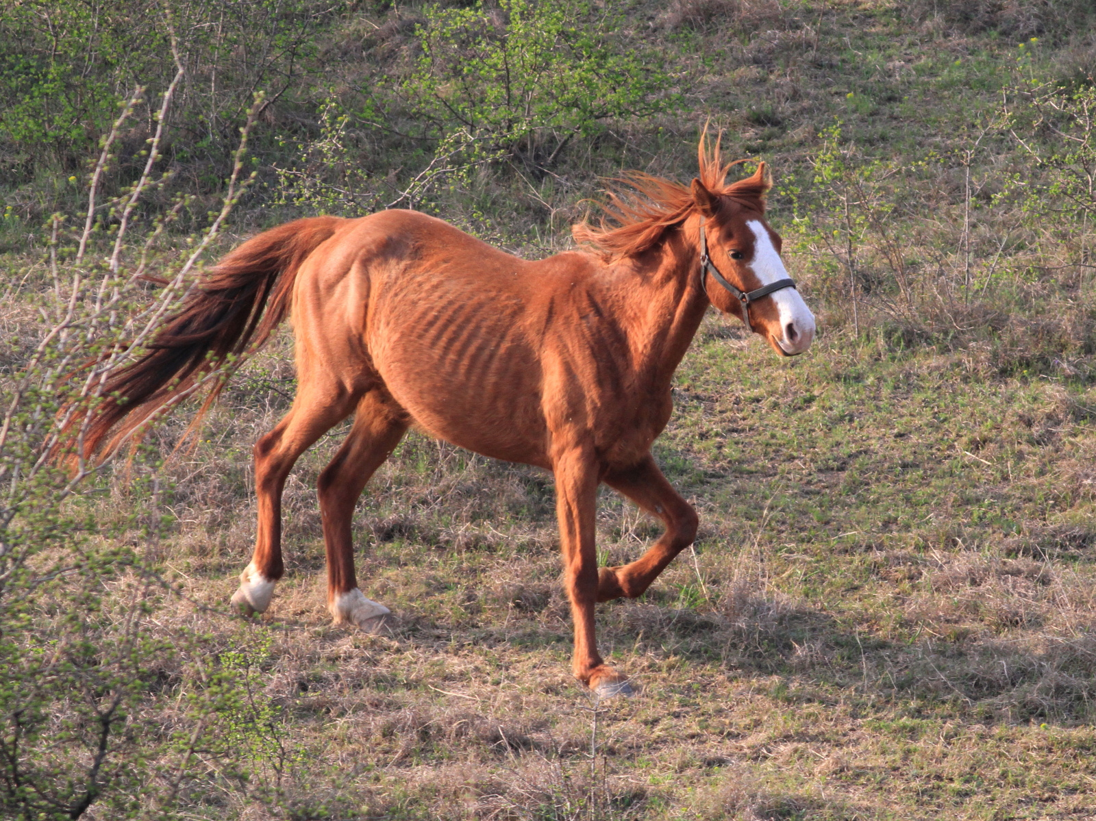 Lovak 2013 040408