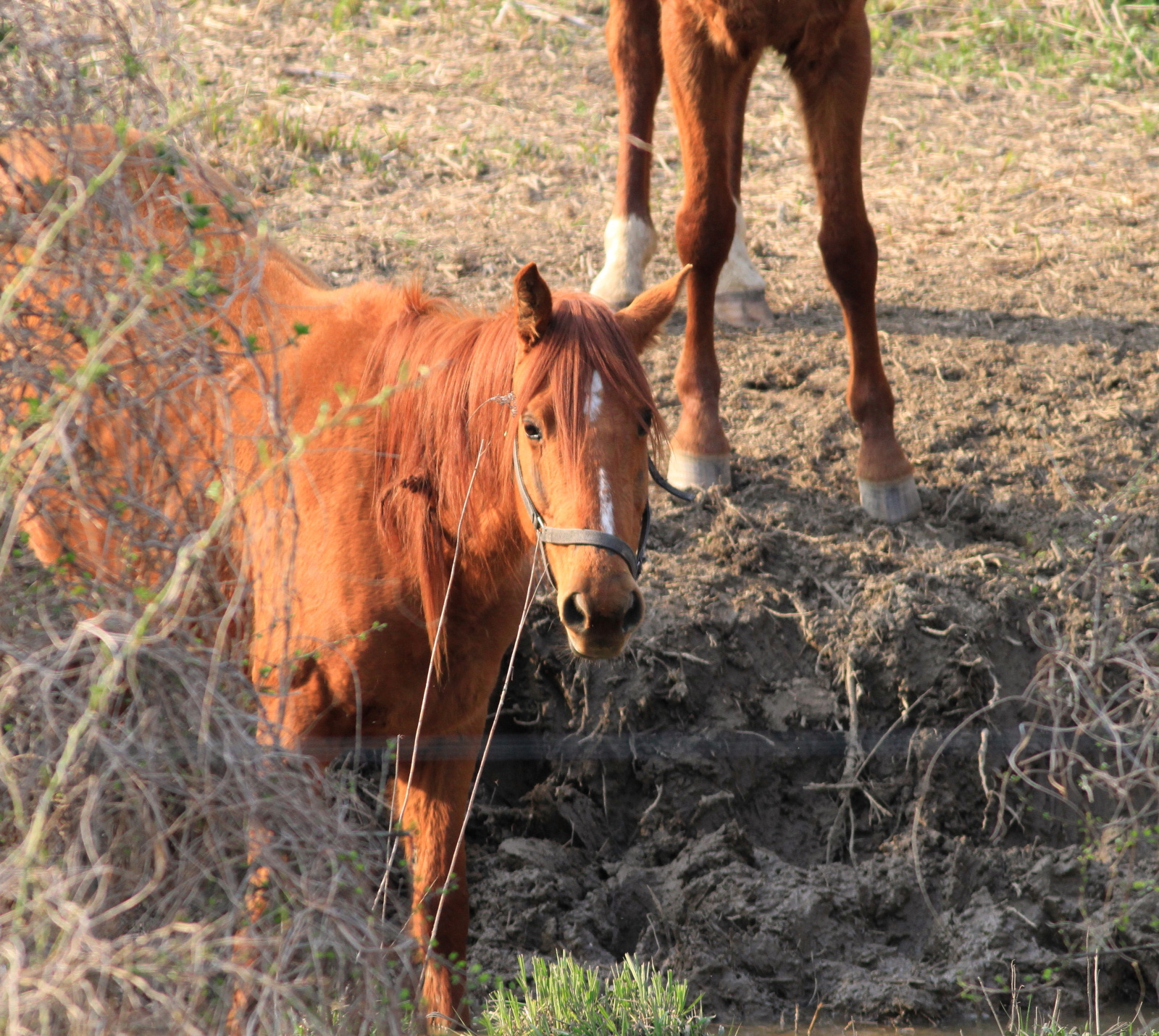 Lovak 2013 040412