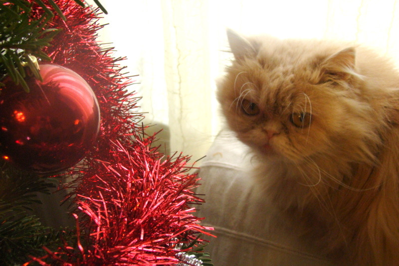 Justine és a karácsonyfa
