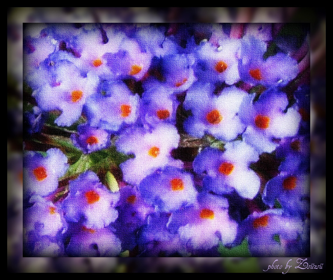 Lila virágok