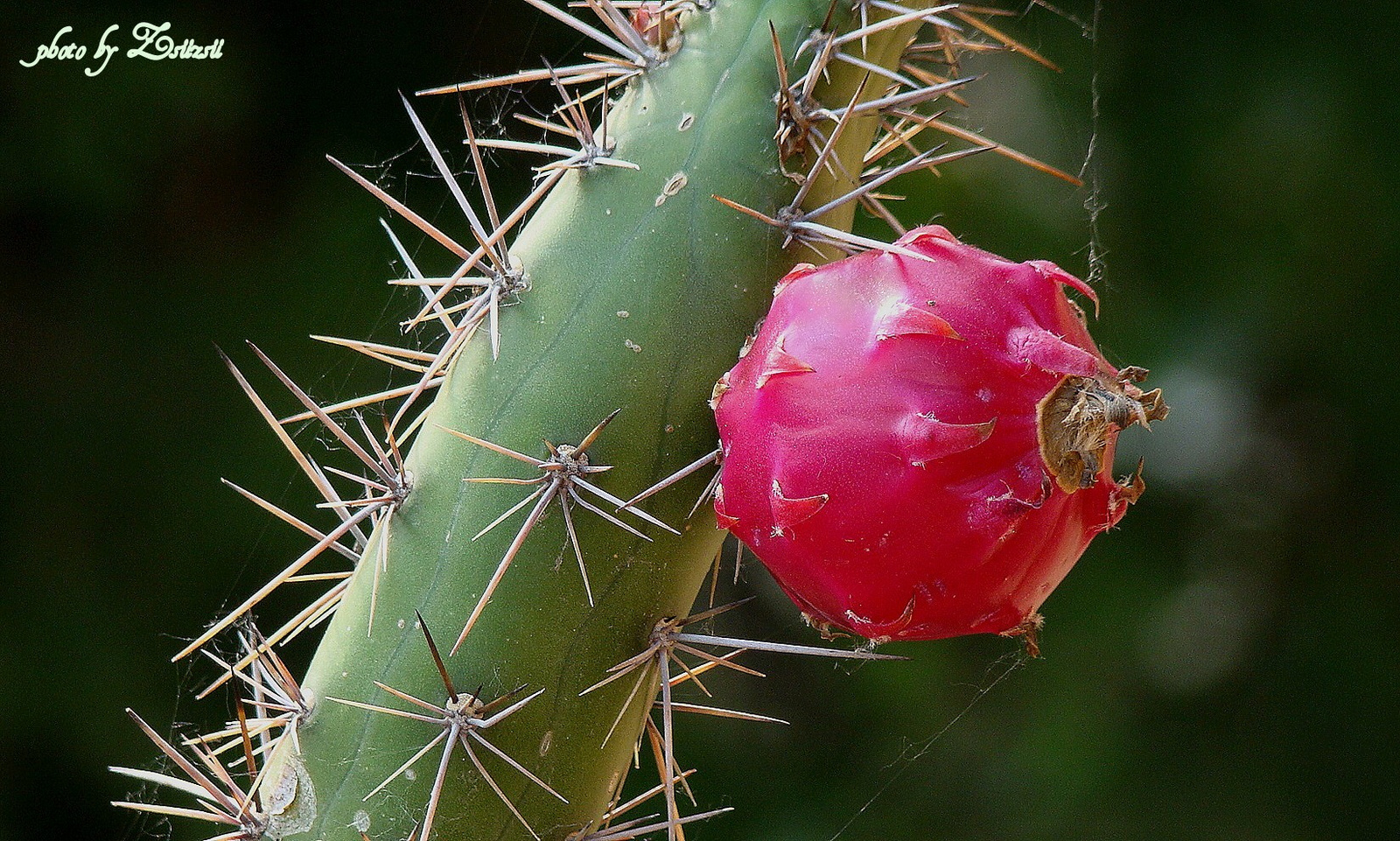 Kaktusz és termése