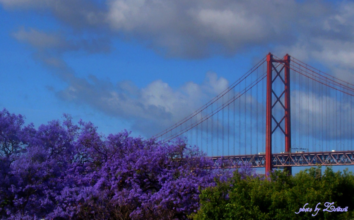 Híd a lila fával....