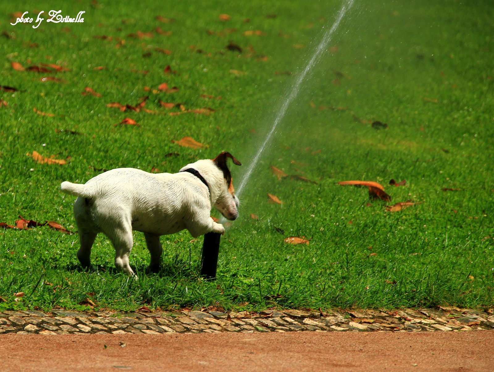A Zöld kutya....- avagy vészesen fogy a Föld ivóvíz-készlete