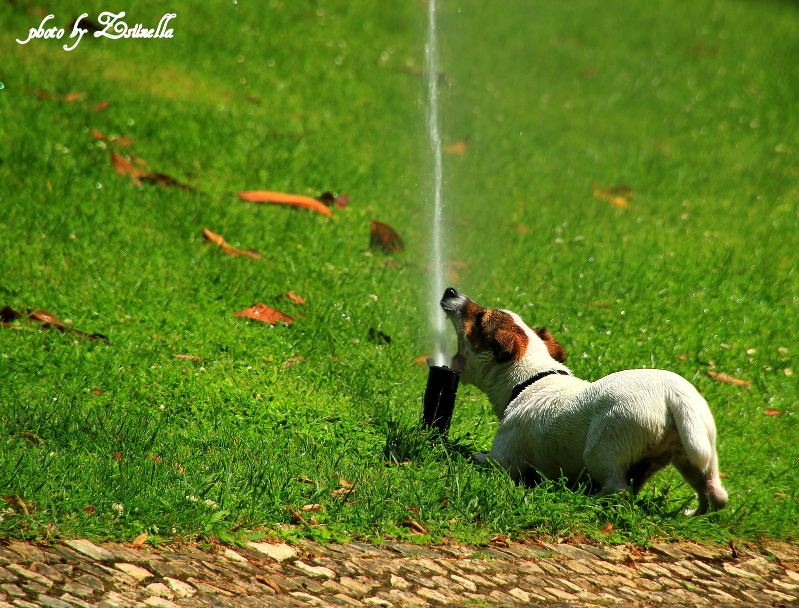 A Zöld kutya....- avagy vészesen fogy a Föld ivóvíz-készlete