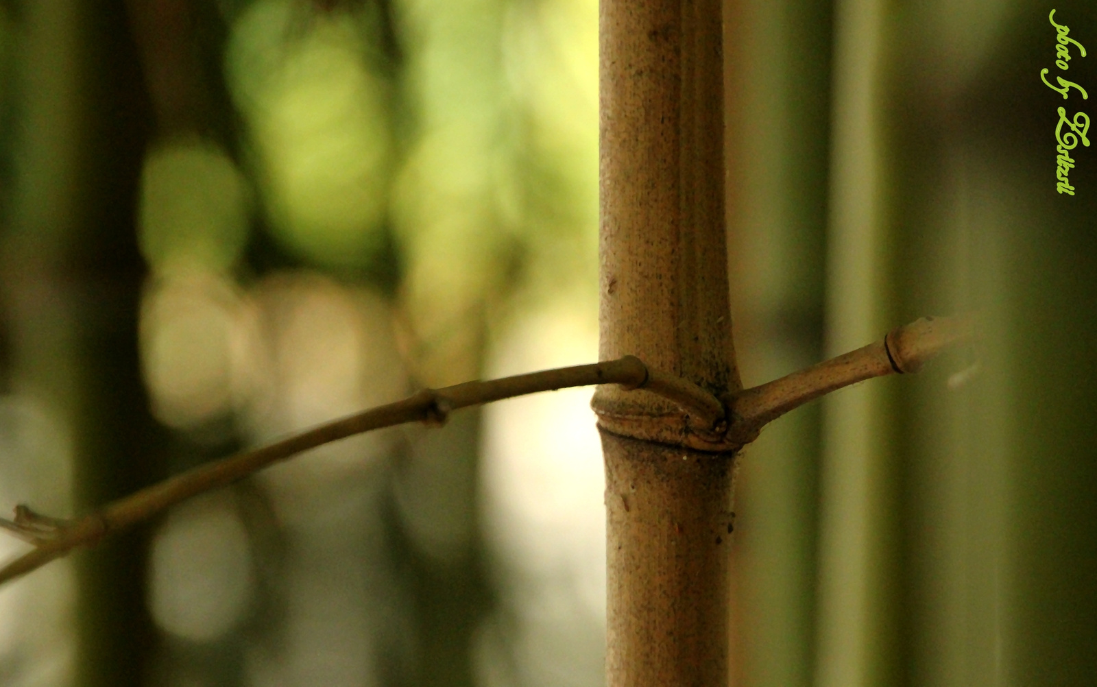 Bambusznád