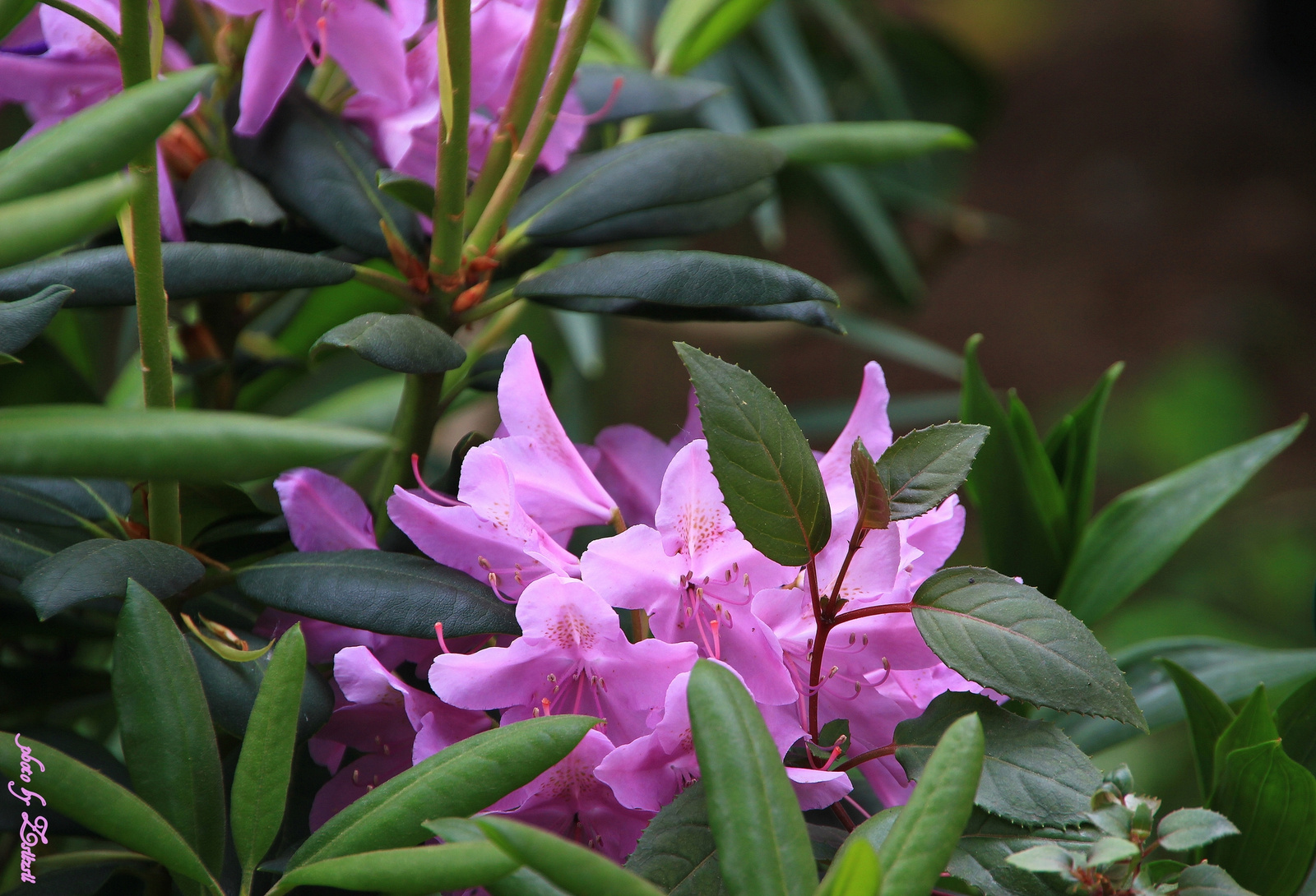 Rododendron