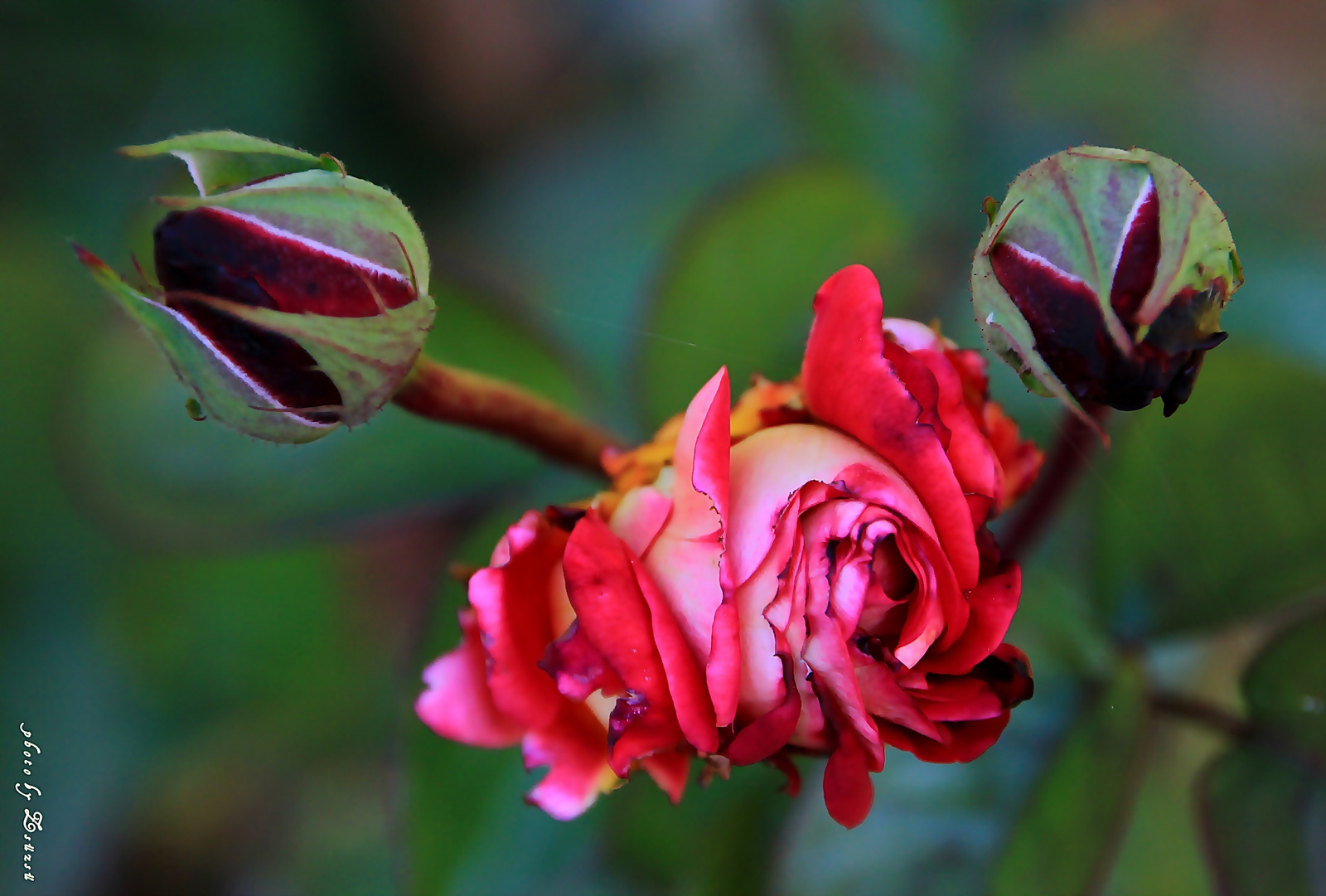 Fázós rózsa