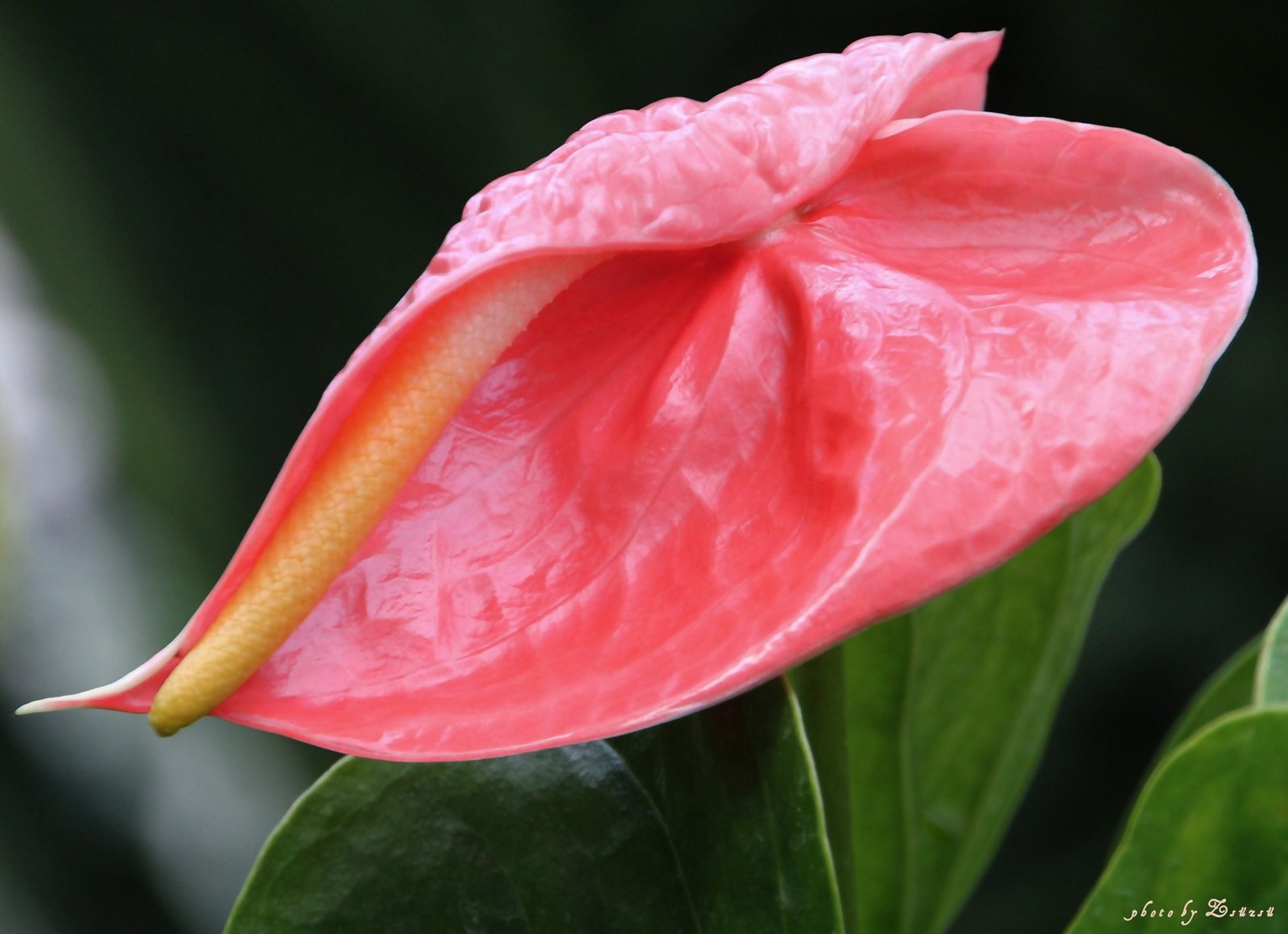 Rózsaszín pálmaházi virág