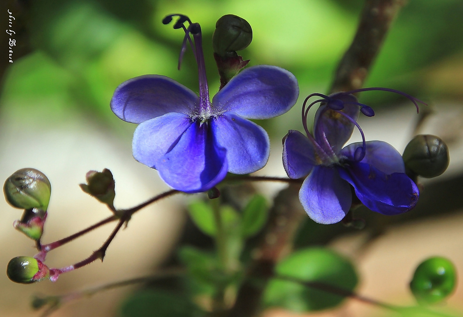 Kék virág 3