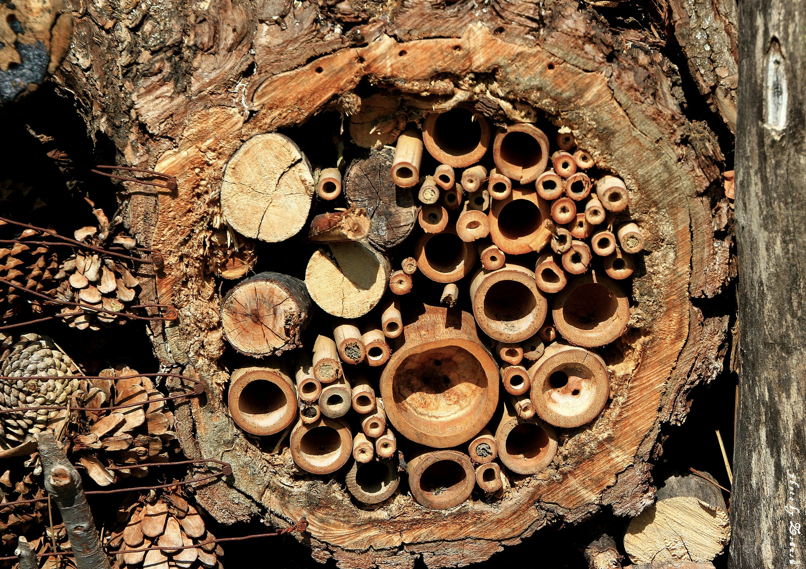 Fatörzs méhkas Details