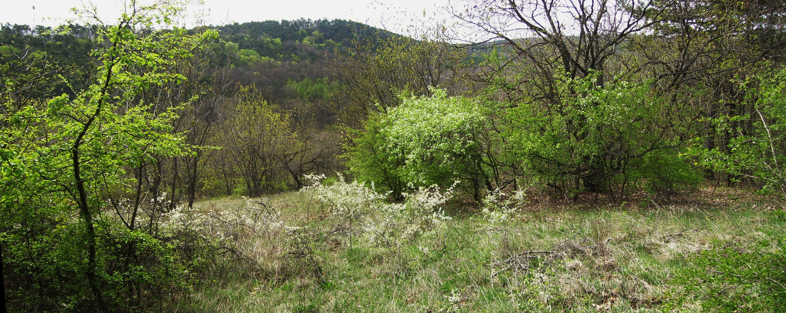 2012.Mátyás hegy 094 Stitch