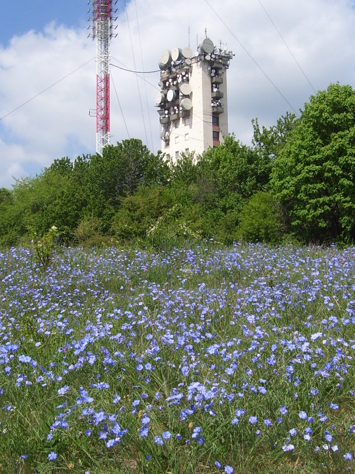 Széchenyi-hegy 080