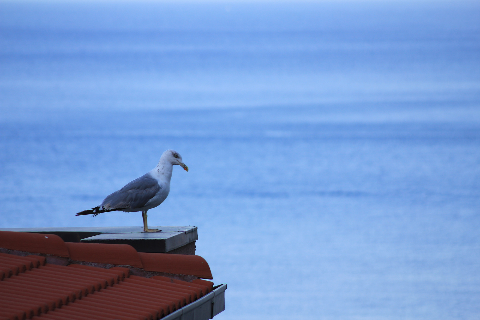 Seagull on the roof