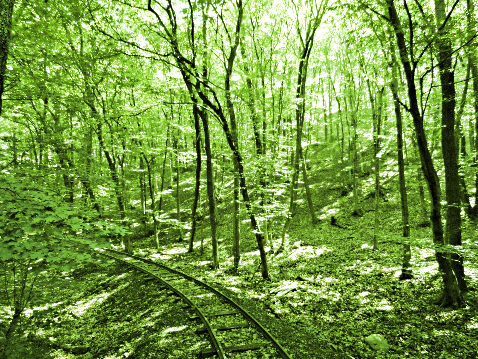 Zöld az erdő