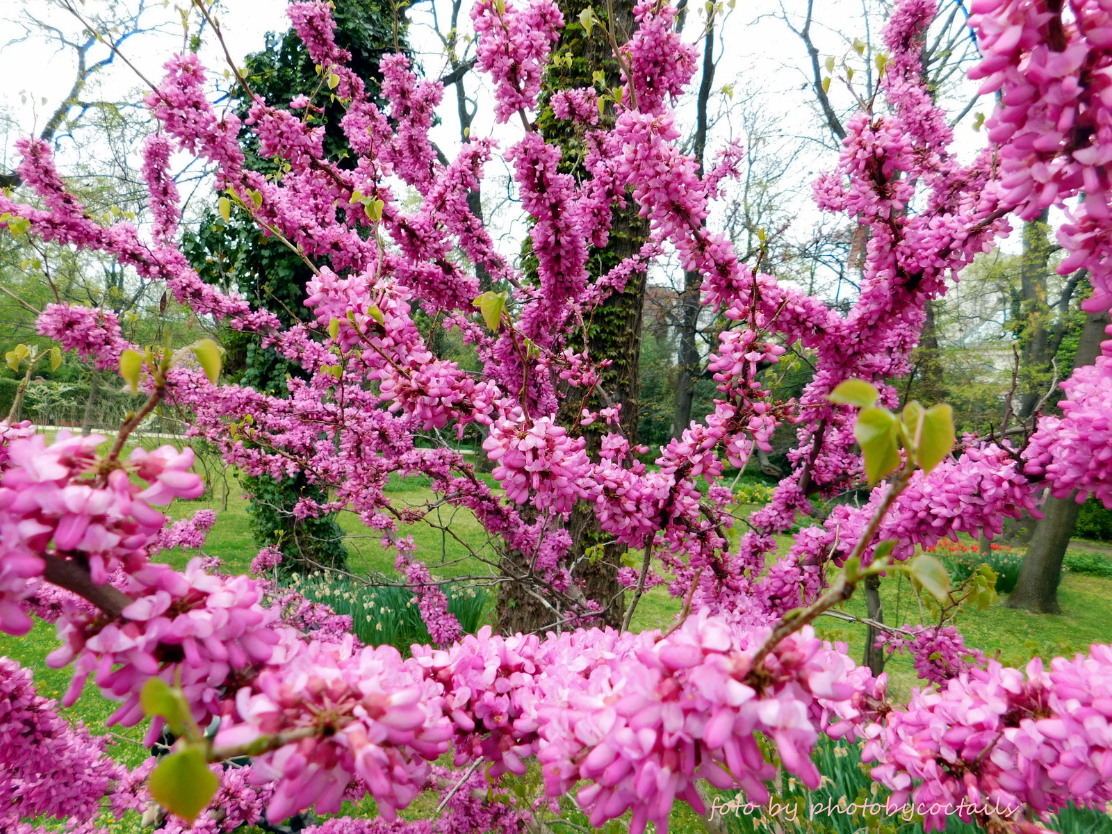 Fűvész-cseresznye-tavasz