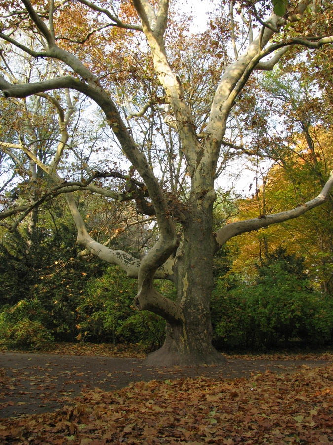 Alcsúti arborétum - A Nagy Fa