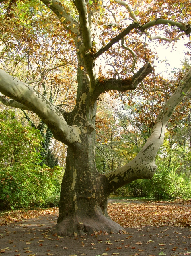 Alcsúti arborétum - A Nagy Fa