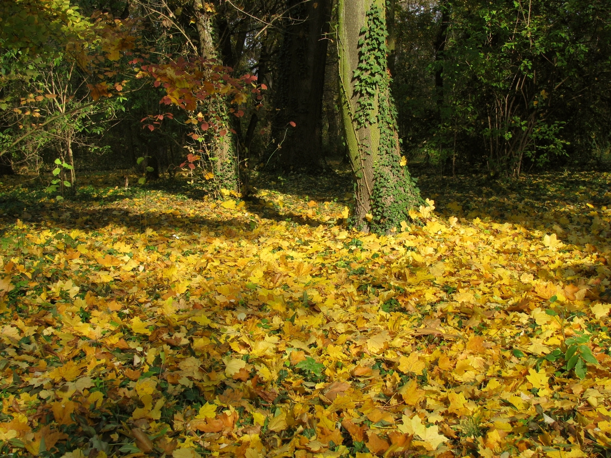 Alcsúti arborétum