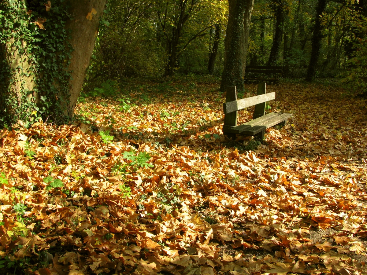 Alcsúti arborétum