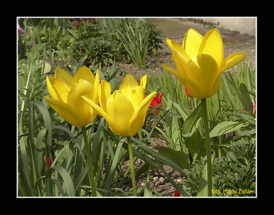 fotó- Hajdu Zoltán  Tulipánok - 2