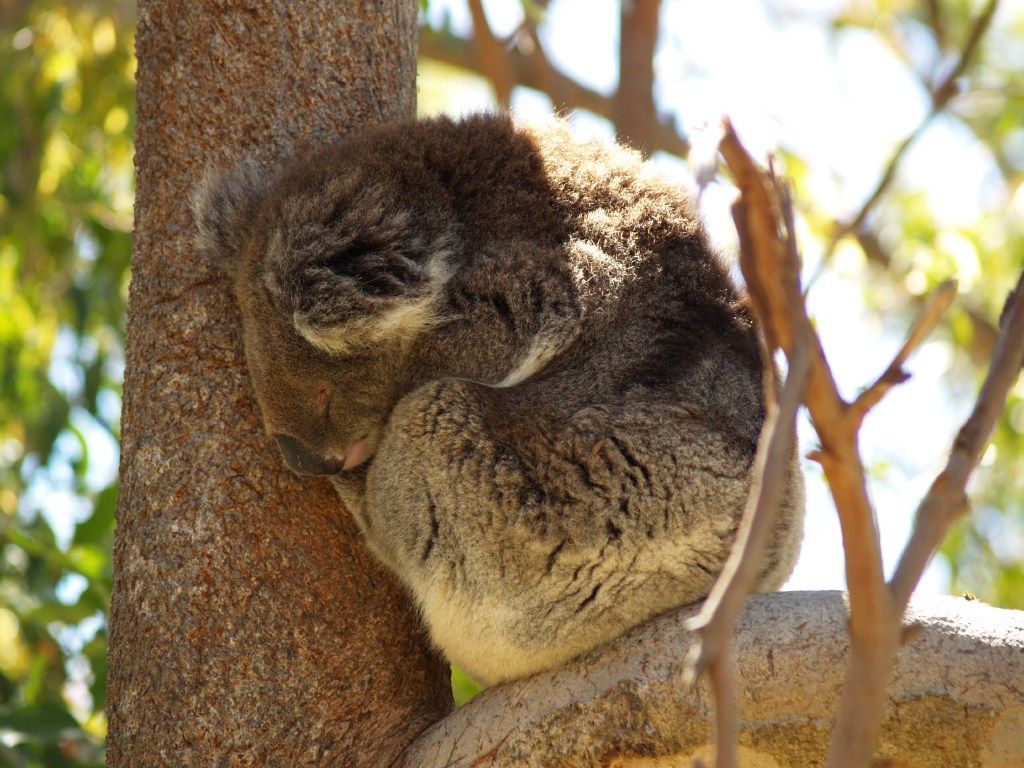 Yanchep National Park 12