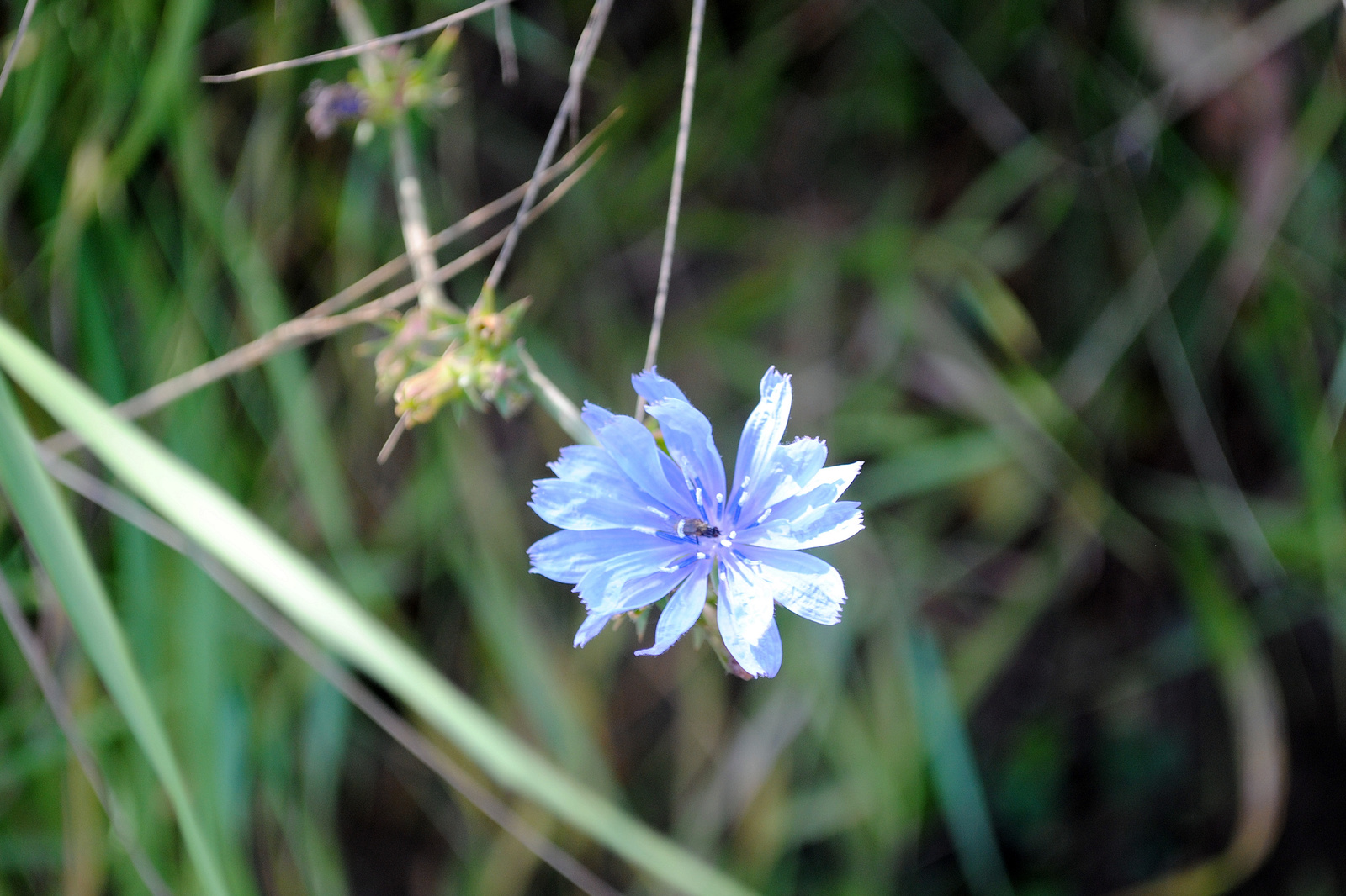 Csak egy kék színű virág