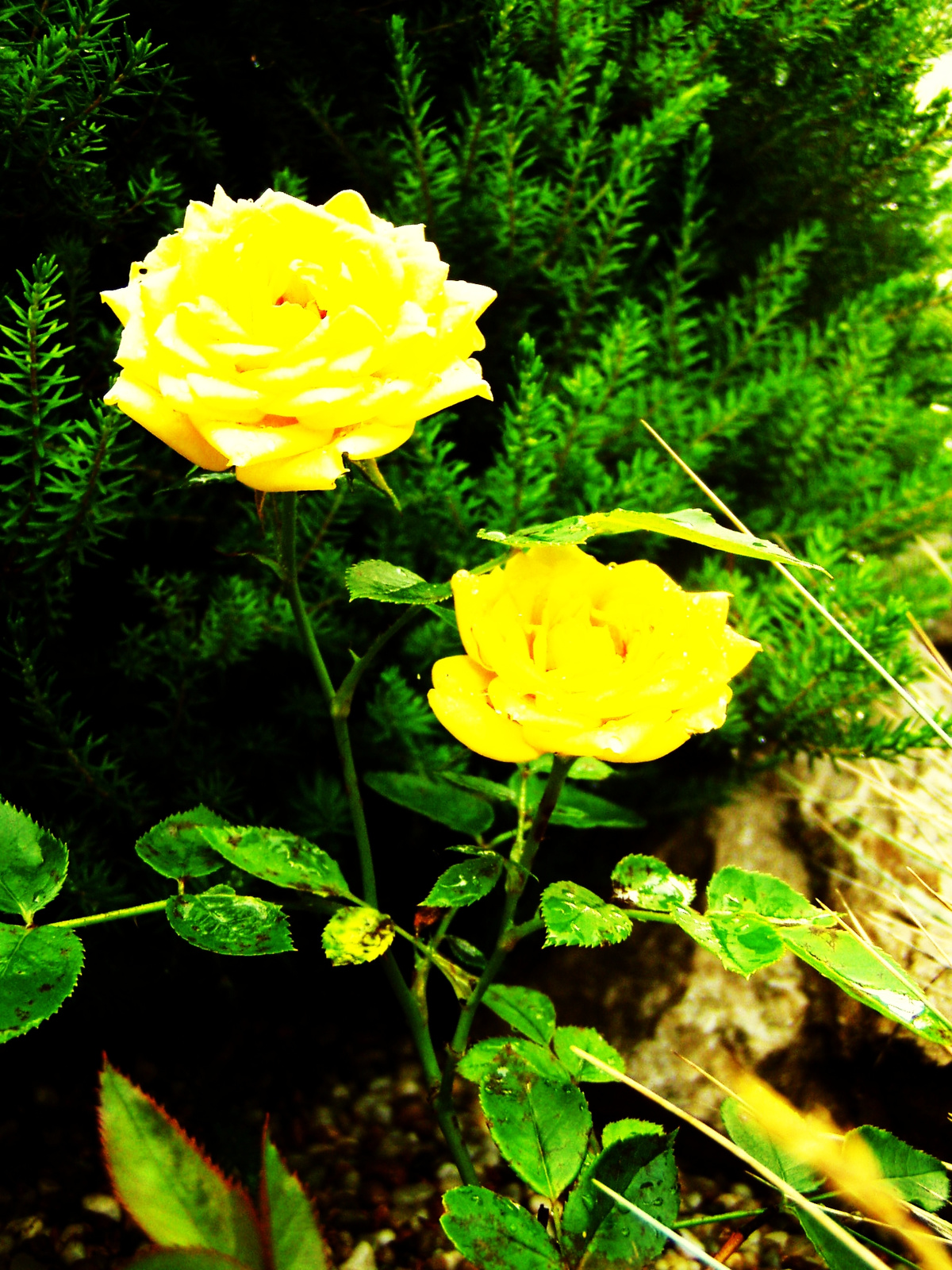 high contrast rose