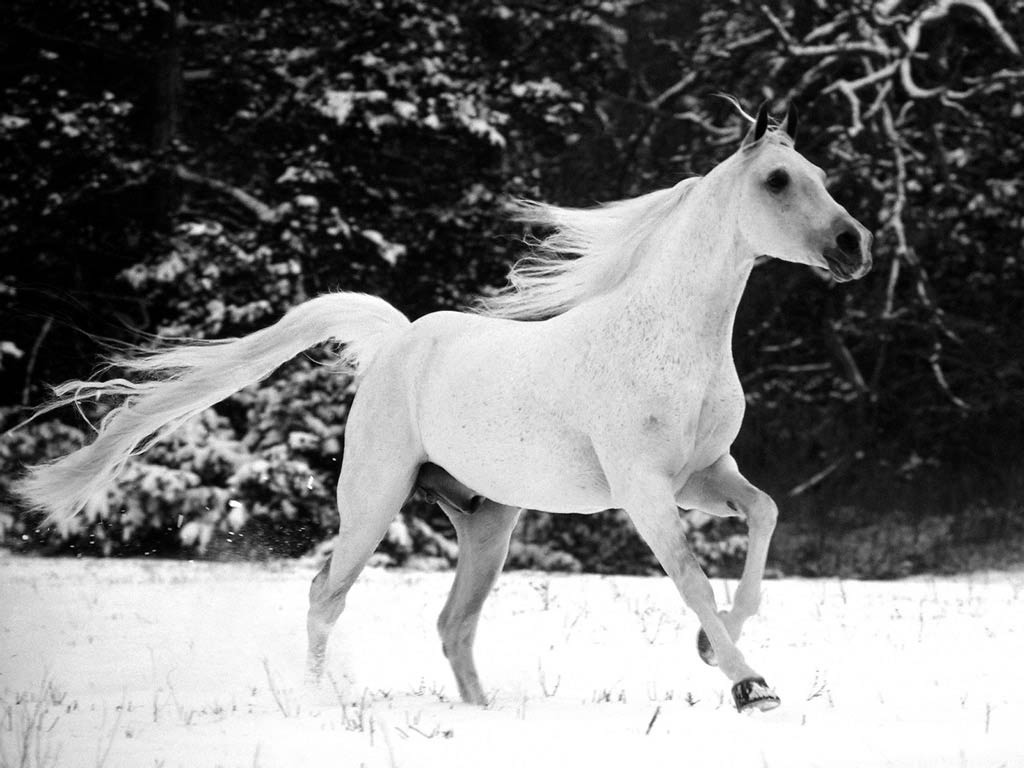 White Horse