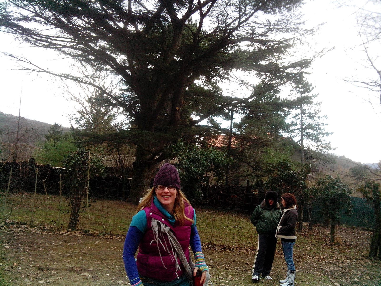 A kb. 120 éves cédrus fa + Judit