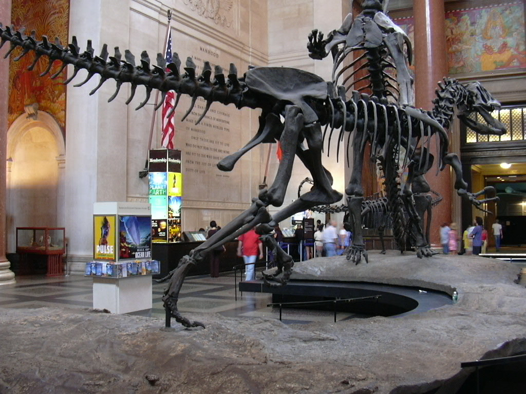 9999942 American Museum of Natural History