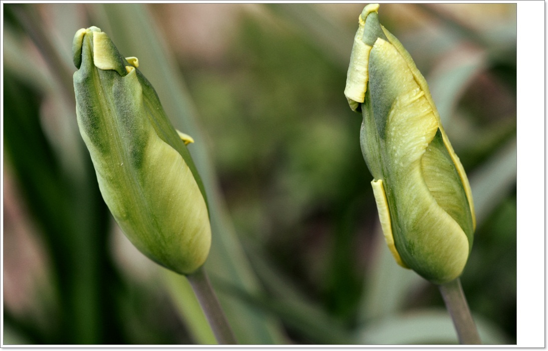 Tulibimbók1